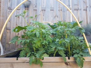 Vierkante meter moestuin