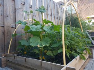 Vierkante meter moestuin