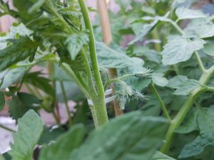 Tomatenplant