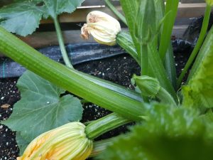 courgetteplant