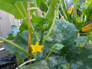 Komkommerplant